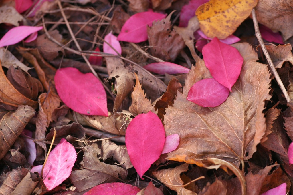 IMG_8546 (Pink Leaves) Leslie Schultz