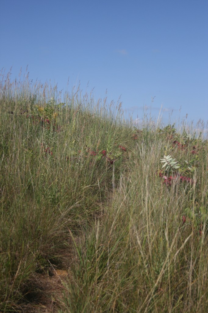 McKnight Prairie