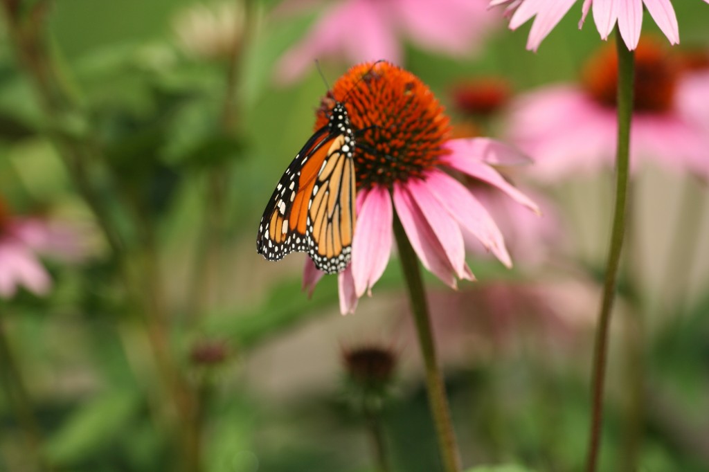 Monarch & Coneflower Close