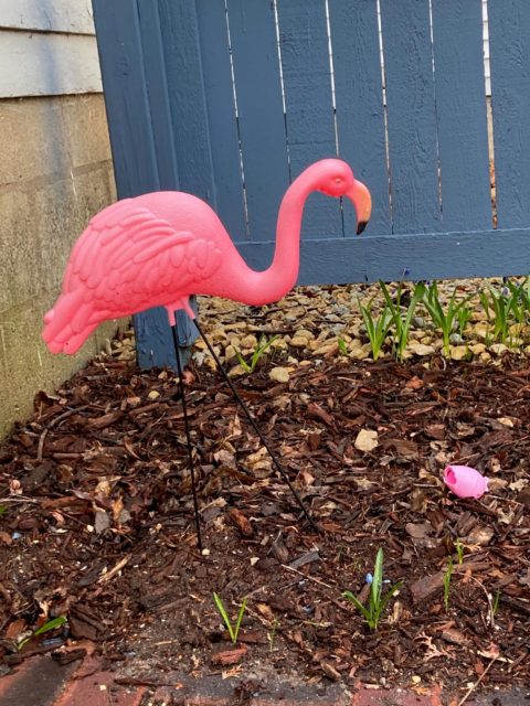 Flamingo and Egg | Winona Media